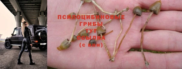 стаф Алексин